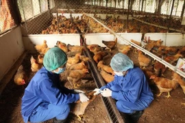 Hà Nội xử lý nghiêm các trường hợp không chủ động khai báo dịch cúm gia cầm 