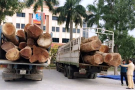 Chặn 2 xe tải chở hàng chục tấn gỗ Táu không rõ nguồn gốc