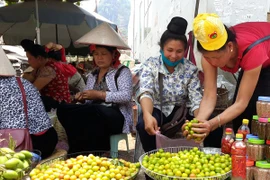 Mùa quả chín Sơn La