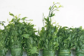 Mùa rau rừng xứ Lạng