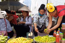 Mùa quả chín Sơn La