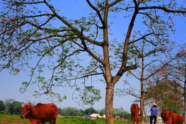 Đi qua mùa hoa gạo