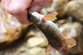 Hành trình săn lùng loài "cá sâm" kỳ lạ ở lưng chừng trời Hoàng Liên Sơn