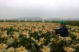Ngô biến đổi gene sẽ được canh tác tại Việt Nam