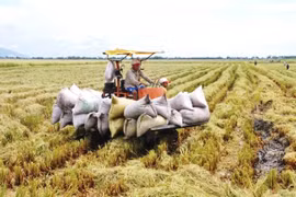 Yêu cầu ngân hàng hỗ trợ thương nhân, doanh nghiệp thu mua, tạm trữ thóc, gạo