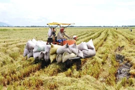 Yêu cầu ngân hàng hỗ trợ thương nhân, doanh nghiệp thu mua, tạm trữ thóc, gạo