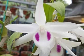 Mua bán lan đột biến tiền tỷ sẽ bị đánh thuế như thế nào?