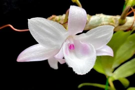 Thế chấp nhà, đất vay tiền kinh doanh lan đột biến, ngành Ngân hàng lên tiếng cảnh báo