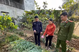 Trong vườn rau phát hiện gần 1,5 tạ “cây lạ”