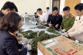 Phát hiện gần 1 tạ cây, quả thuốc phiện tươi