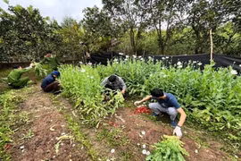 Trồng hơn 2.000 cây thuốc phiện trong vườn nhà