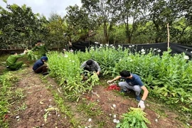 Trồng hơn 2.000 cây thuốc phiện trong vườn nhà