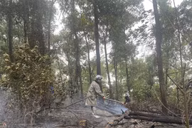 Kịp thời xử lý cháy rừng tại huyện Ba Vì