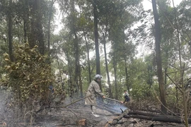 Kịp thời xử lý cháy rừng tại huyện Ba Vì