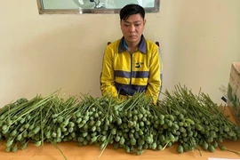 Khởi tố bị can hai đối tượng mua bán gần 10kg cây, quả anh túc