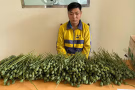 Khởi tố bị can hai đối tượng mua bán gần 10kg cây, quả anh túc