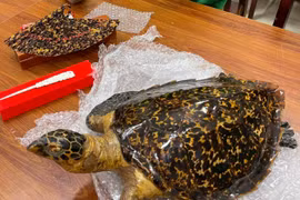 Bắt đường dây buôn bán tiêu bản thú quý hiếm