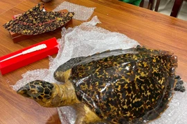 Bắt đường dây buôn bán tiêu bản thú quý hiếm