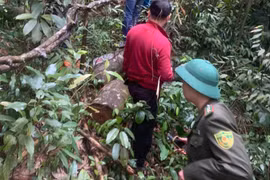 Khởi tố vụ phá rừng tại khu bảo tồn Tây Yên Tử