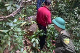 Khởi tố vụ phá rừng tại khu bảo tồn Tây Yên Tử