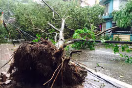 Sở Xây dựng Hà Nội trả lời nguyên nhân khiến gần 3.000 cây xanh đổ trong mưa bão