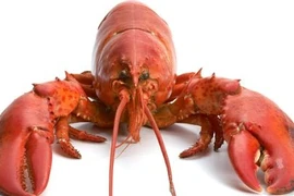 Được tha vì... chỉ ăn trộm những thứ cần thiết