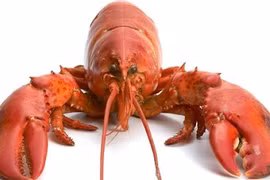 Được tha vì... chỉ ăn trộm những thứ cần thiết