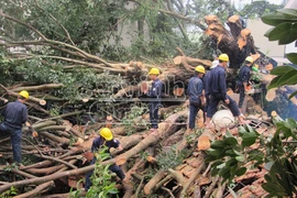Cây đa cổ thụ hơn 100 tuổi bật gốc trong mưa giống