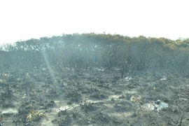 Cháy 3 ha rừng tràm quý do tàn thuốc