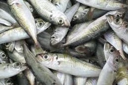 Đổ xianua, đánh được 5kg cá, bị phạt 5 triệu đồng