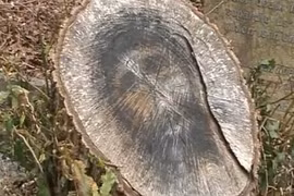 Phát hiện hình chúa Jesus trên gốc cây bị chặt