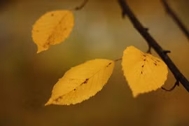 "Lắng nghe mùa thu vàng" qua 5 giọng ca hàng đầu Việt Nam 