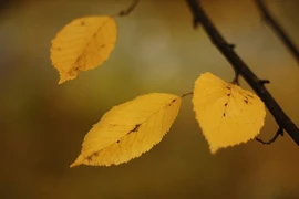 "Lắng nghe mùa thu vàng" qua 5 giọng ca hàng đầu Việt Nam 