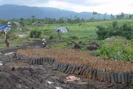 Chi hàng chục tỷ đồng để bảo vệ, rừng vẫn bị phá