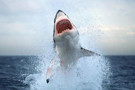 Miễn phí sushi cho người sống sót khi cá mập tấn công