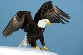 Thái tử Ả-rập Xê-út bị cáo buộc buôn lậu chim tại Nga