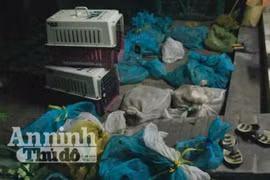 Phát hiện và giải cứu gần 500 động vật quý hiếm