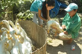 “Vua vịt đồng” một tay