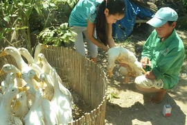 “Vua vịt đồng” một tay