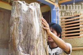 Đổ xô đi xem cây gỗ hóa thạch từ hàng trăm năm