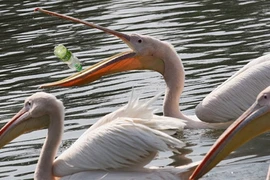 Hàng trăm con chim lớn xuất hiện tại Yên Bái