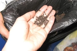 Lừa đảo, hô biến hạt đỗ thành thuốc chữa đau đầu