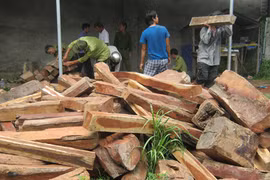 Phát hiện hơn 500 khúc gỗ hương trong nhà dân