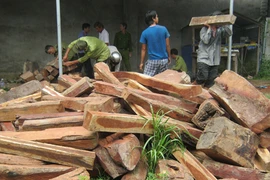Phát hiện hơn 500 khúc gỗ hương trong nhà dân