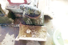 Thực hư “rắn thần” không lưỡi, uống nước ngọt ở Hà Tĩnh