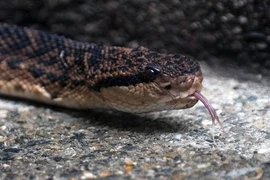 Đi vệ sinh, bị rắn cắn vào “của quý”