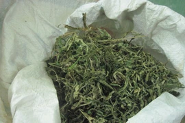 Bắt 2 đối tượng mua bán ma túy và lá cây cần sa