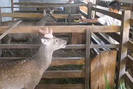 Xây nhà tiền tỷ nhờ nghề nuôi nai