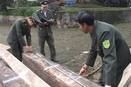 Kiểm tra xưởng cưa, phát hiện 12m3 gỗ lậu!