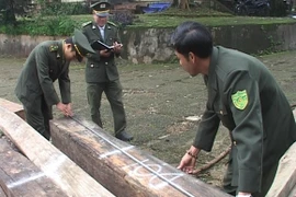 Kiểm tra xưởng cưa, phát hiện 12m3 gỗ lậu!